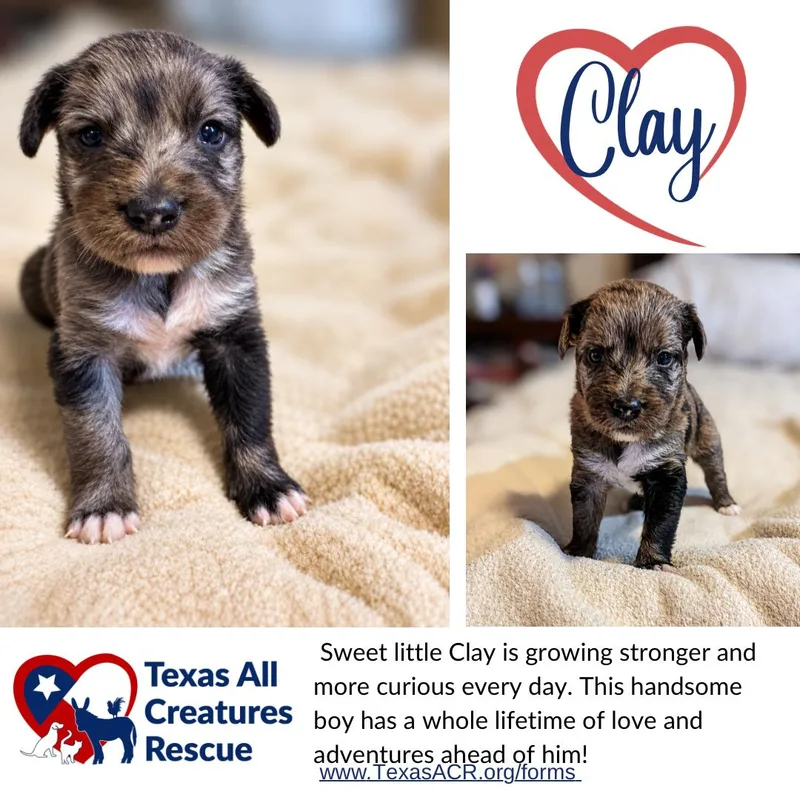 A baby medium-sized male Terrier dog named Clay for adoption in Alvarado, TX