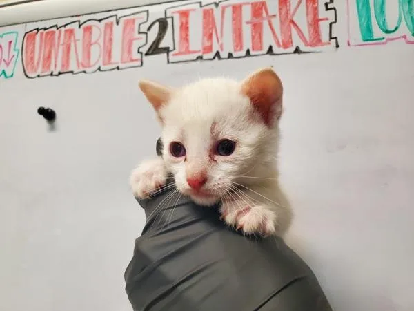 A baby medium-sized female Domestic Short Hair cat named Fi for adoption in Oceanside, CA
