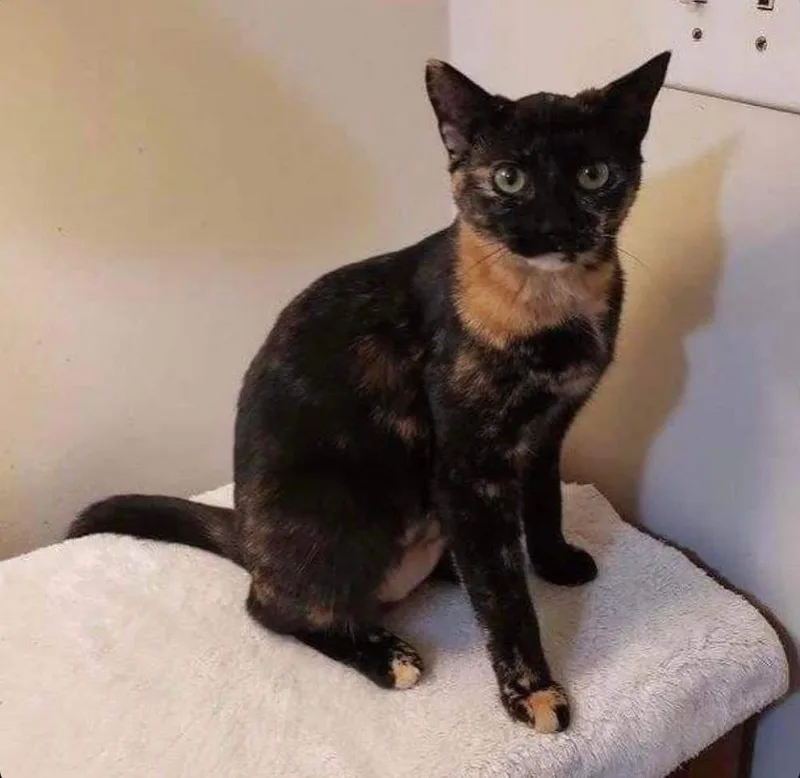 Peanut Butter thumbnail 2