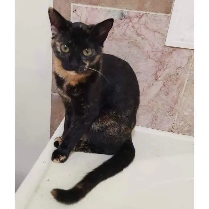 Peanut Butter thumbnail 3