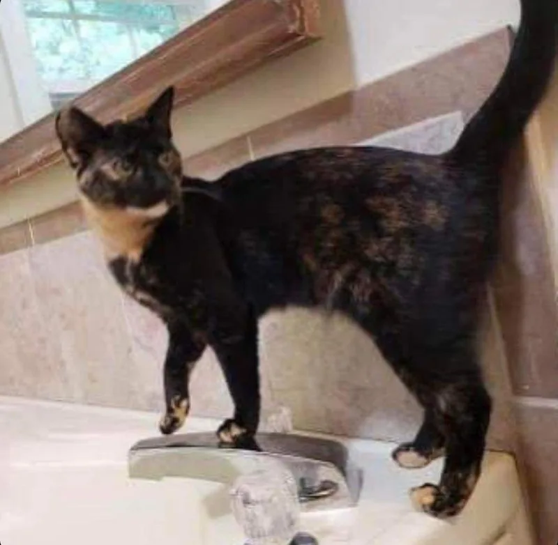 Peanut Butter thumbnail 4