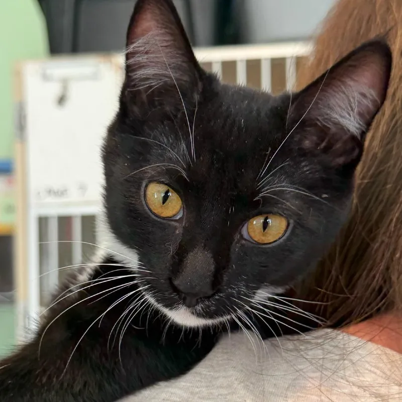 A baby small-sized female Black Domestic Short Hair cat named Kandy Kiss for adoption in Calverton, NY