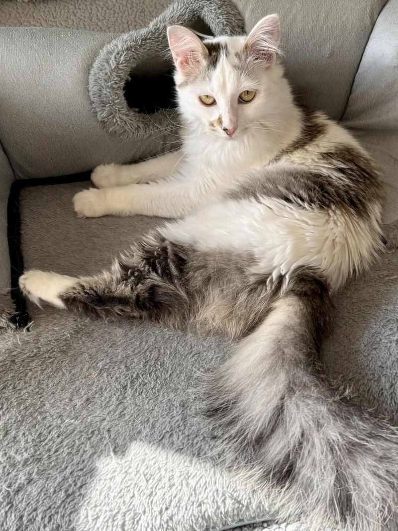 A young medium-sized female Gray & White Domestic Long Hair cat named Willa for adoption in Blaine, MN