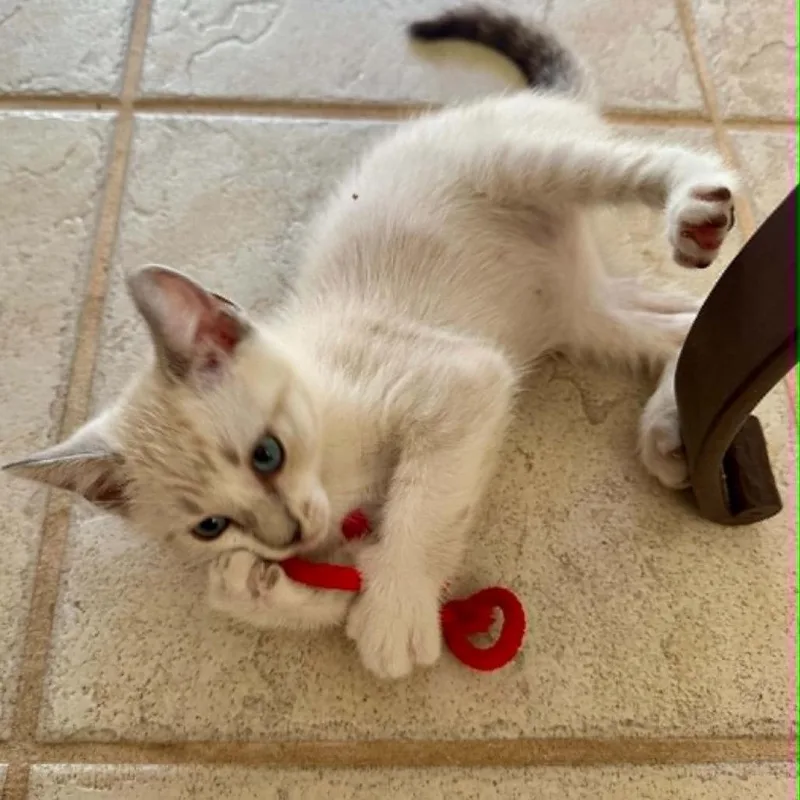 A baby small-sized male Gray / Blue / Silver Siamese cat named Hercules for adoption in Agoura Hills, CA