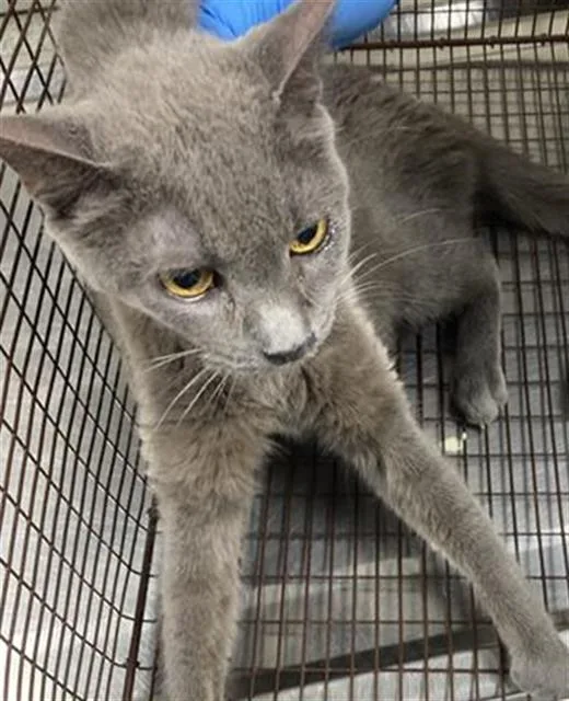 A senior medium-sized female Domestic Short Hair cat named Pam for adoption in Long Beach, CA