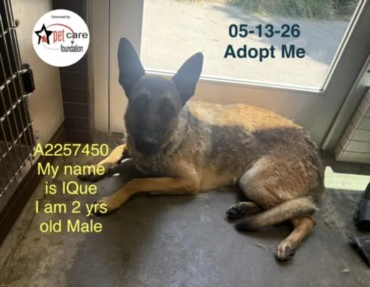 A young large-sized male Belgian Shepherd / Malinois dog named Ique for adoption in Chatsworth, CA