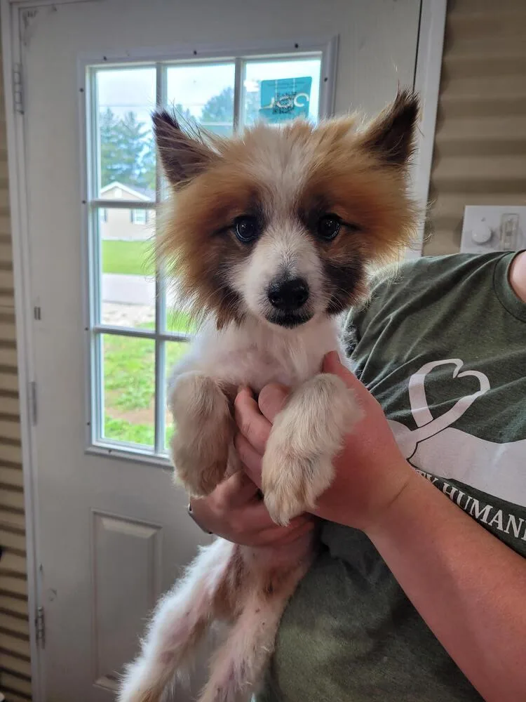 An adult small-sized male Tricolor (Brown, Black, & White) American Eskimo Dog dog named Chancy for adoption in Linton, IN