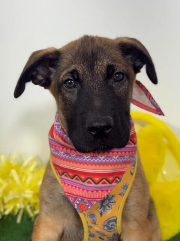 A baby medium-sized female Brown / Chocolate Belgian Shepherd / Malinois dog named Lu for adoption in Carlsbad, CA