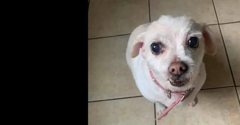 A senior small-sized female Terrier dog named Mabel for adoption in New York, NY