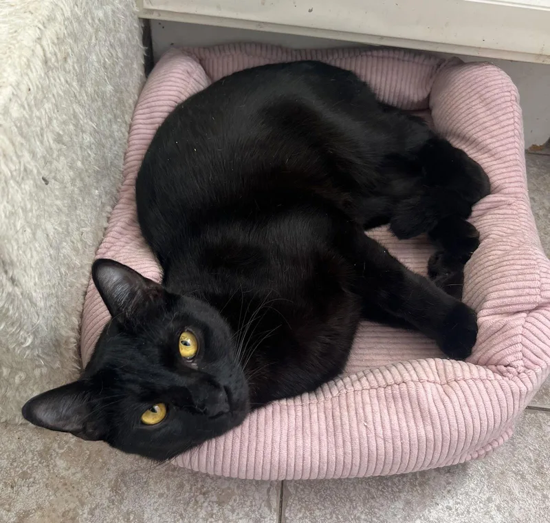 Onyx Carstowaway thumbnail 2