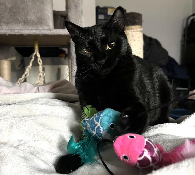 Onyx Carstowaway thumbnail 3