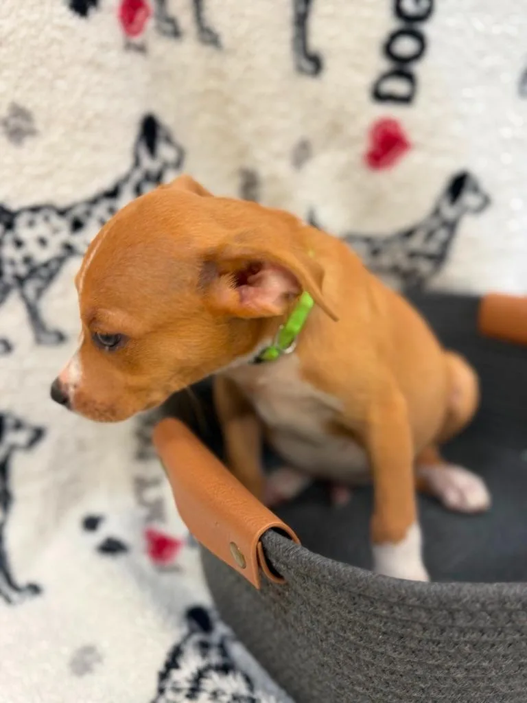 A baby small-sized male Terrier dog named Bixby Lime Green collar for adoption in Syracuse, IN