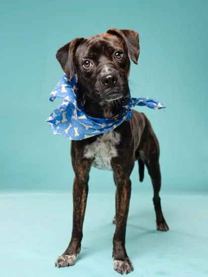 An adult medium-sized male Mixed Breed dog named Sargent for adoption in Atlanta, GA