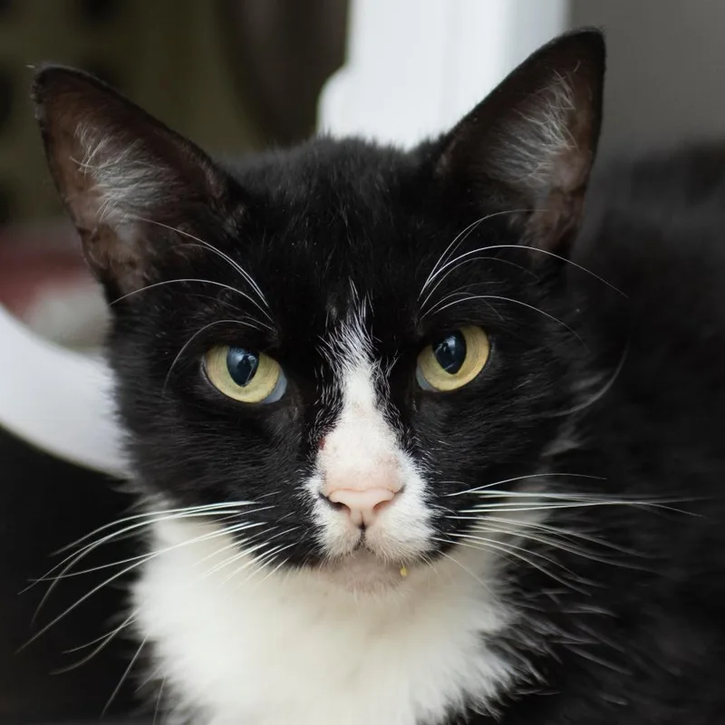 A young medium-sized female Black Domestic Short Hair cat named Olive for adoption in Middletown, RI