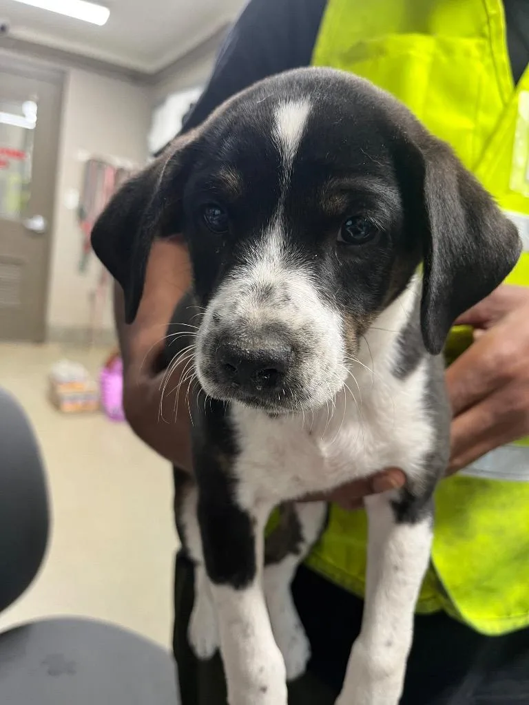 A baby medium-sized female Terrier dog named Sunny for adoption in Hopkinsville, KY