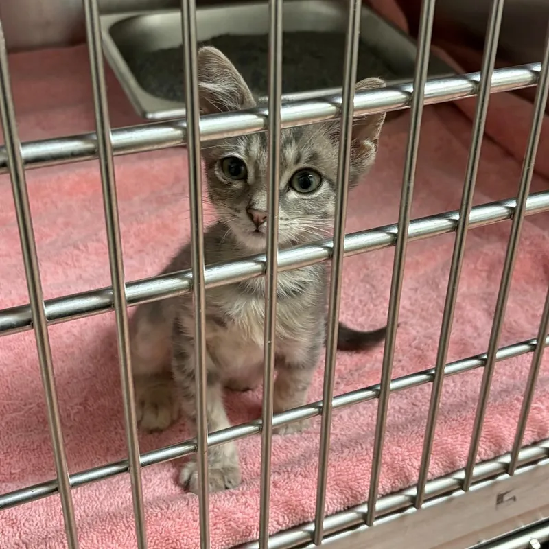 A baby small-sized male Gray / Blue / Silver Domestic Short Hair cat named Barracuda for adoption in Columbus, GA