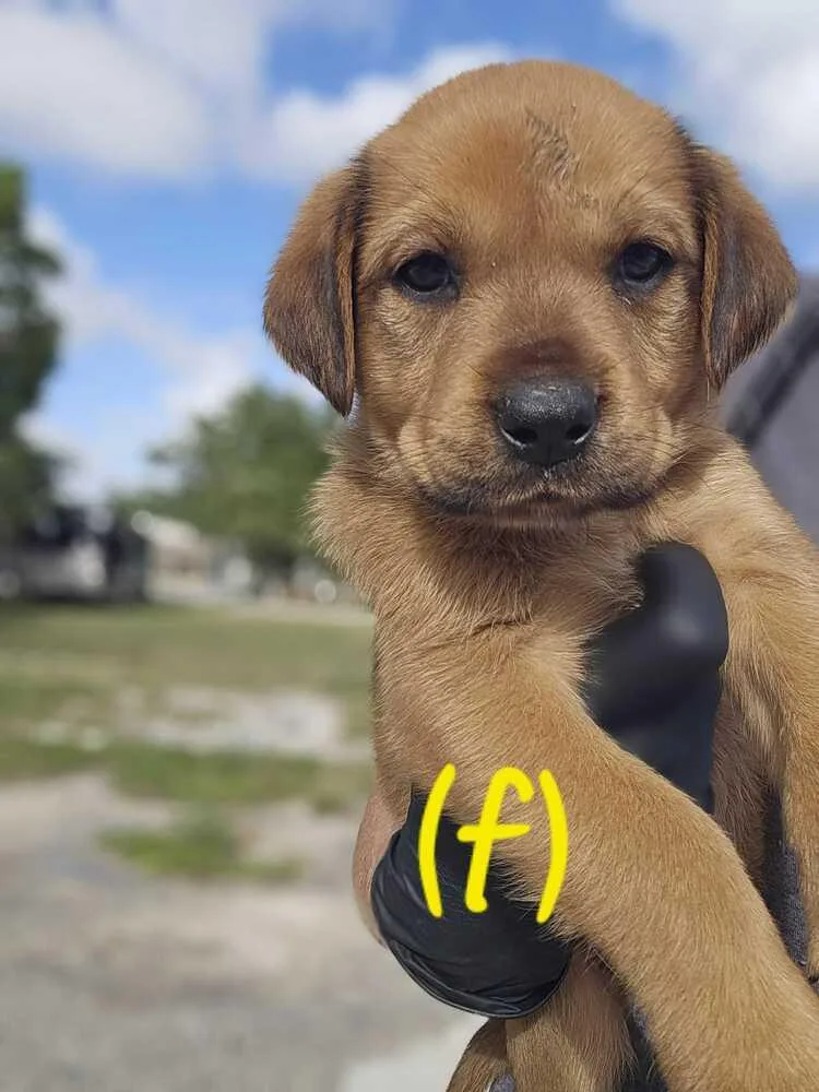 A baby small-sized female Brown / Chocolate Labrador Retriever dog named Valedictorian for adoption in Lakeland, FL