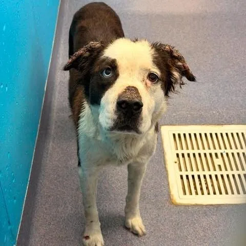 A young medium-sized female Black Mixed Breed dog named Kaleidoscope for adoption in Edwardsville, IL