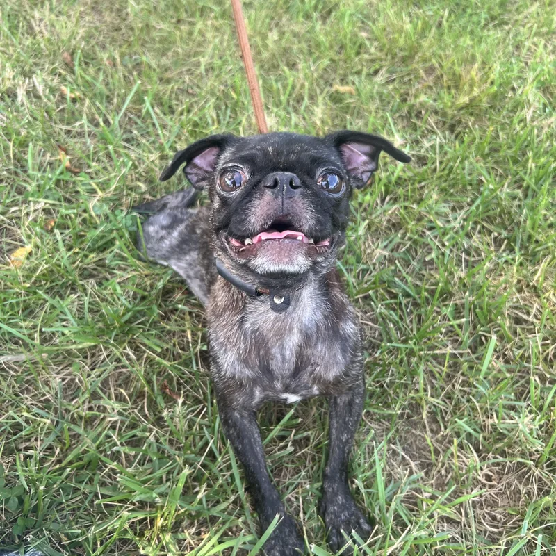 An adult small-sized female Pug dog named Ginger for adoption in Hughesville, MD