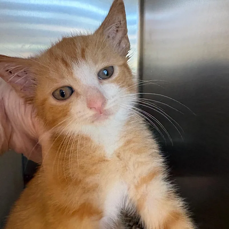 A baby small-sized male Orange / Red Domestic Short Hair cat named Koga for adoption in Newark, NJ