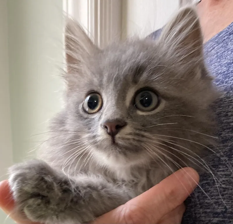 A baby medium-sized male Domestic Long Hair cat named Dust Bunny and Squirrel for adoption in Charlotte, NC