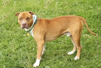 An adult large-sized male White / Cream Mixed Breed dog named Russet for adoption in Hamilton, OH