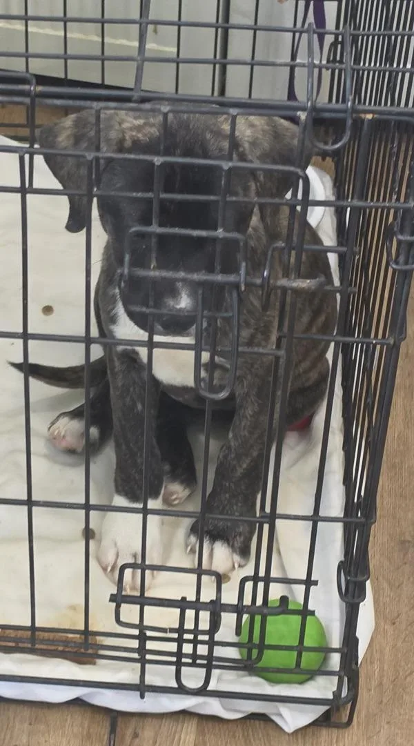 A baby medium-sized female Pit Bull Terrier dog named Leah for adoption in Cleveland, TN