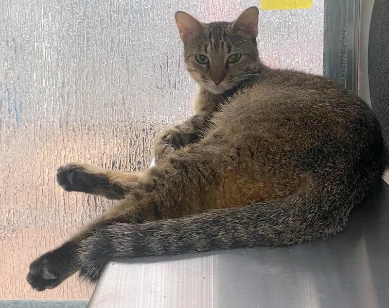 A young medium-sized female Torbie cat named Pickles A for adoption in Plano, TX