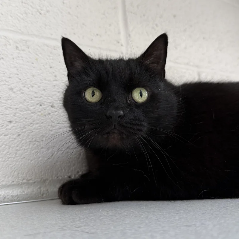 An adult medium-sized female Black Domestic Short Hair cat named Squirrel for adoption in West Milford, NJ