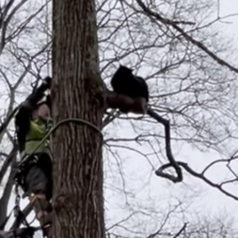 Squirrel thumbnail 2