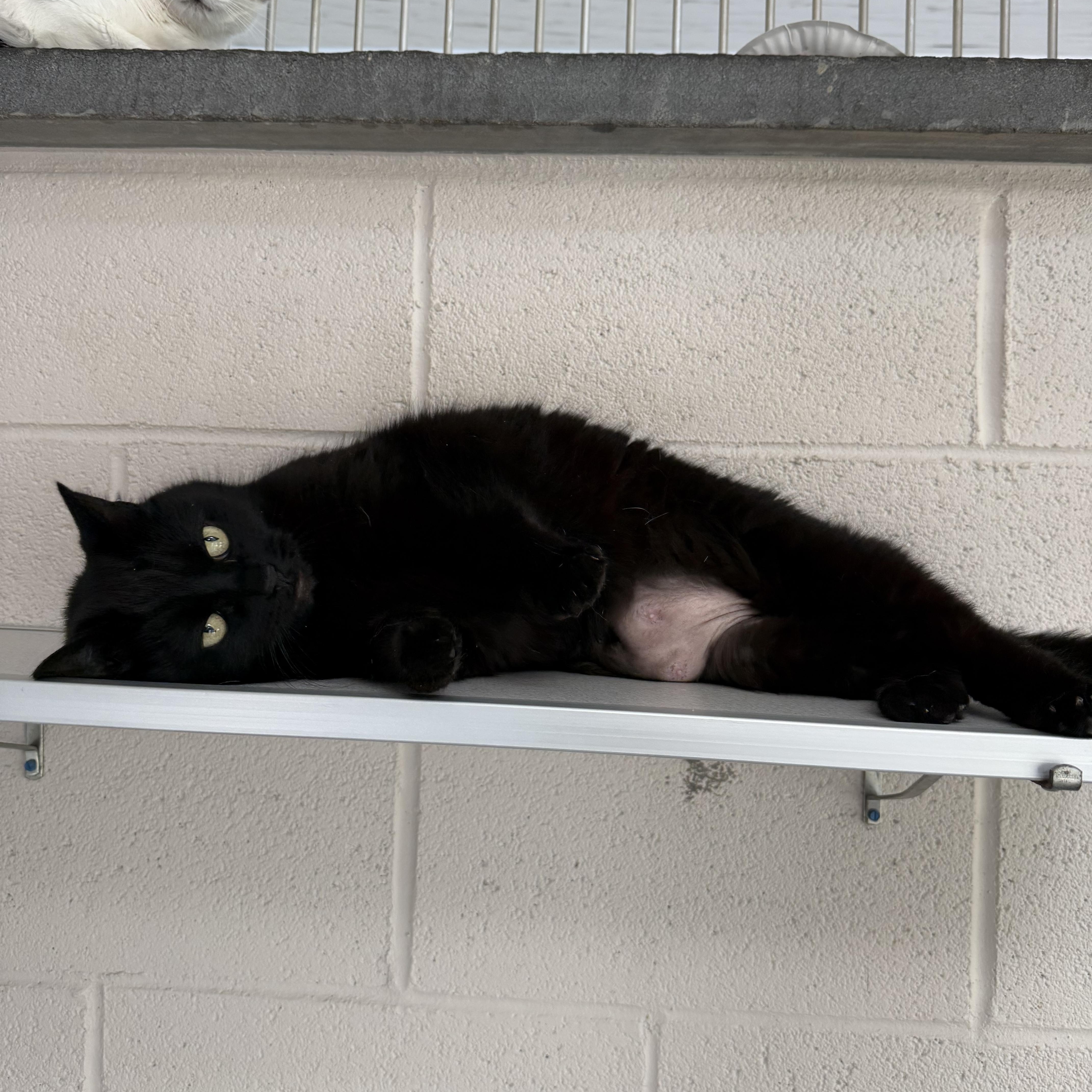 Squirrel thumbnail 3