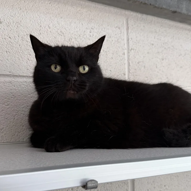 Squirrel thumbnail 4