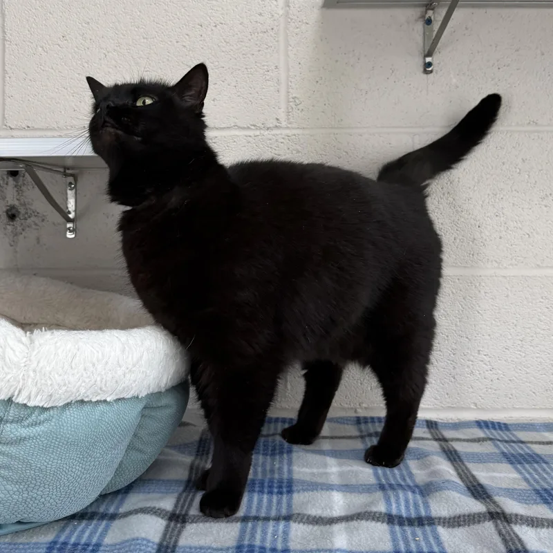 Squirrel thumbnail 5