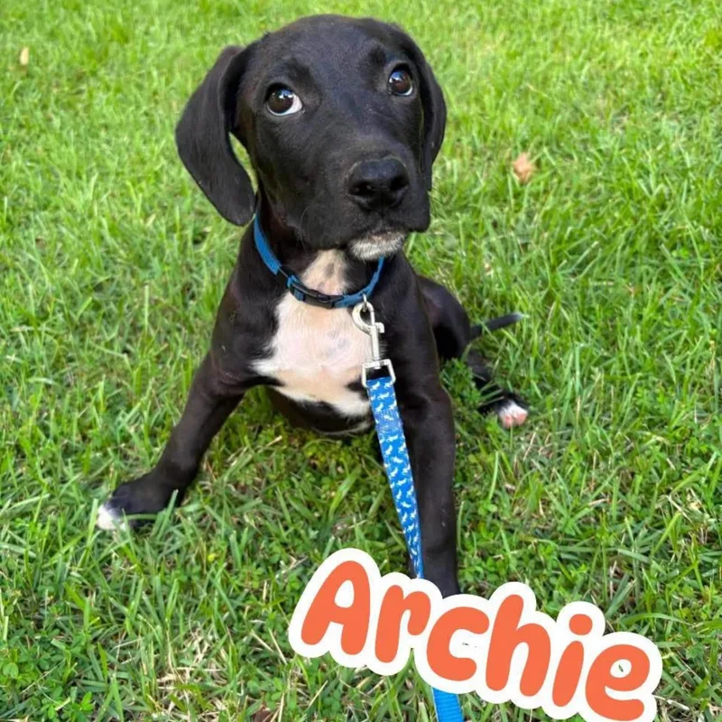 A baby large-sized male Black Mixed Breed dog named Archie for adoption in Billerica, MA