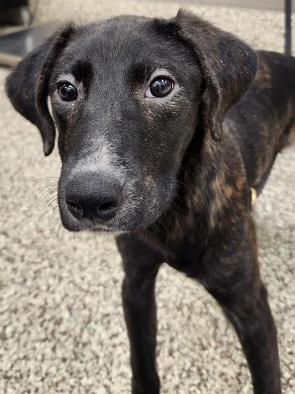 A baby medium-sized female Feist dog named Reno for adoption in Westland, MI