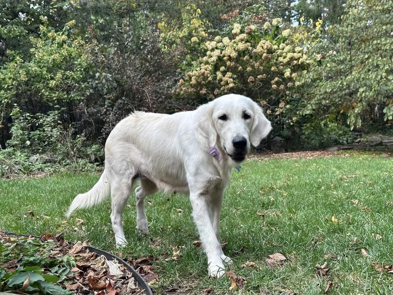 An adult large-sized female White / Cream Golden Retriever dog named Liz for adoption in Columbus, OH
