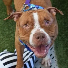 An adult large-sized male Red / Chestnut / Orange Mixed Breed dog named Maverick for adoption in New York, NY