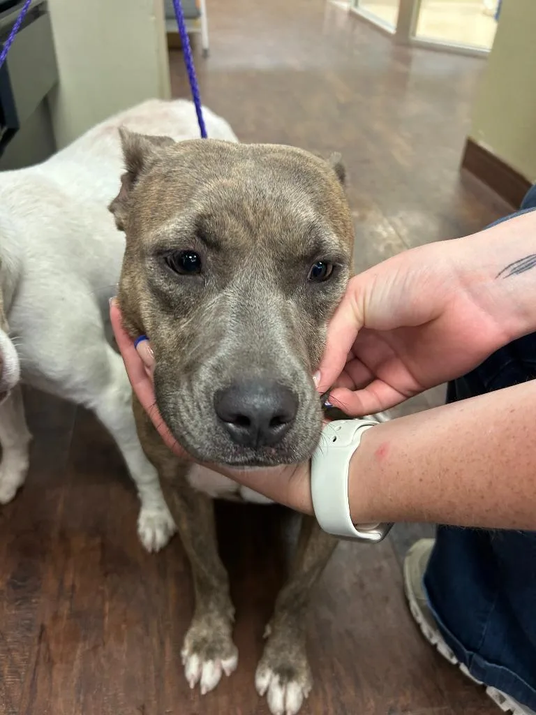 A young medium-sized female Pit Bull Terrier dog named Dog Kennel for adoption in Greenville, TX