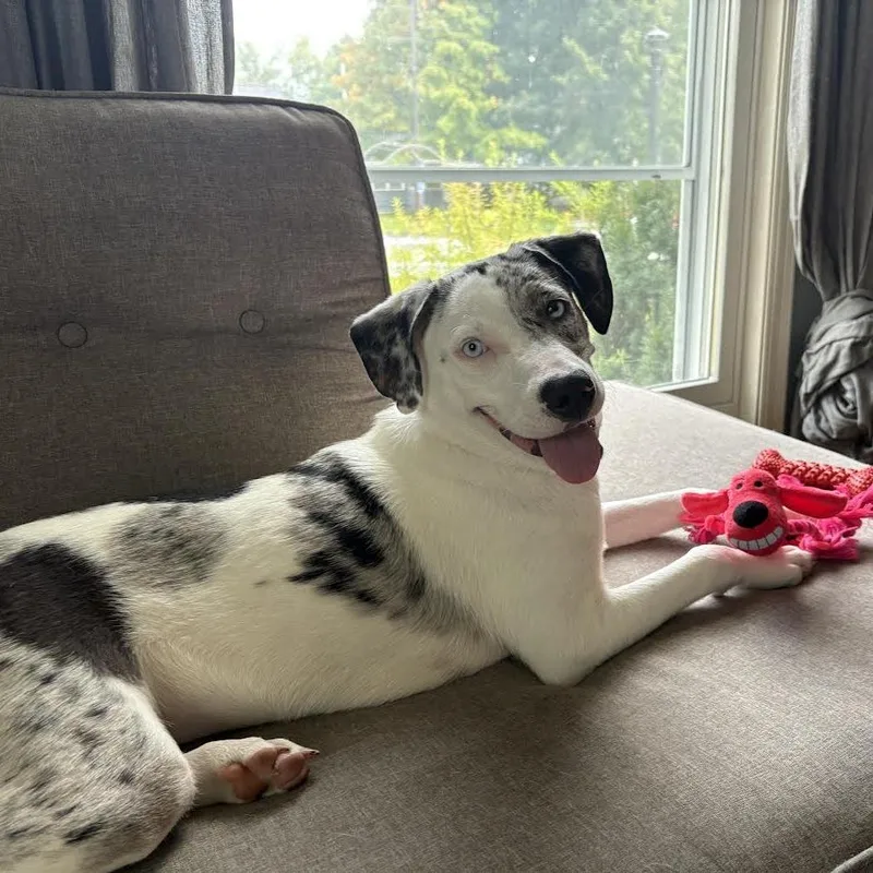 A young medium-sized female White / Cream Catahoula Leopard Dog dog named Mable D for adoption in Minnetonka, MN