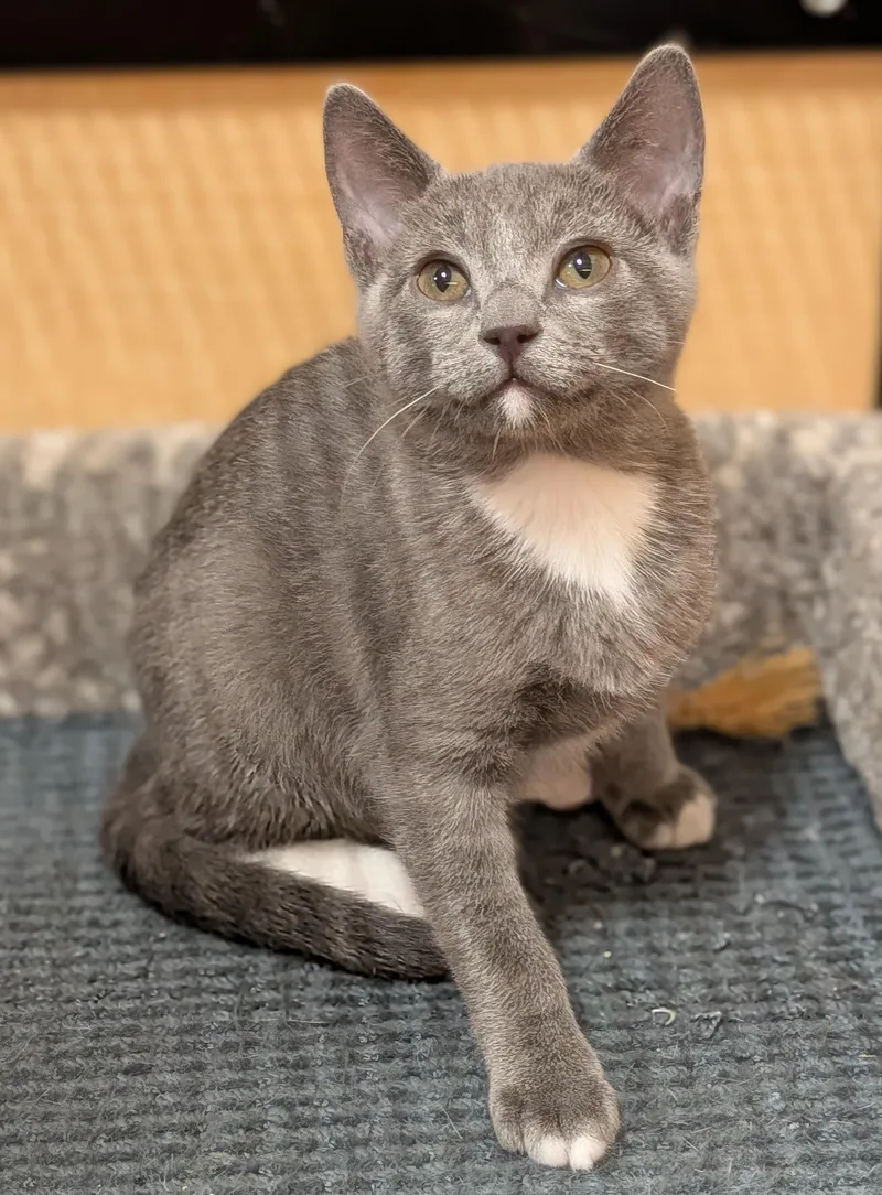 A baby medium-sized male Gray / Blue / Silver Domestic Short Hair cat named Selwyn for adoption in Irvine, CA