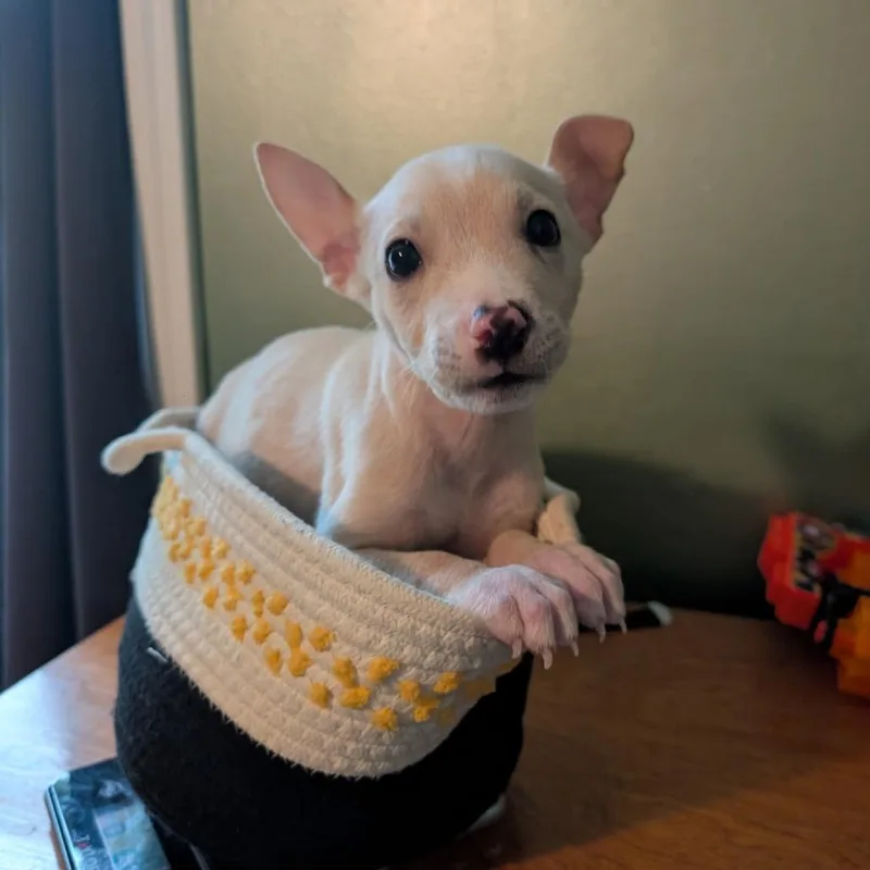 A baby small-sized male Pit Bull Terrier dog named Nyx Night D for adoption in Princeton, MN