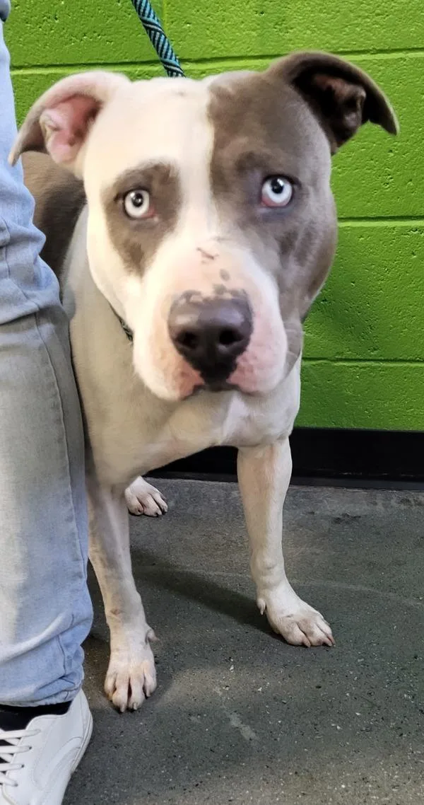 Pen  Hector thumbnail 2