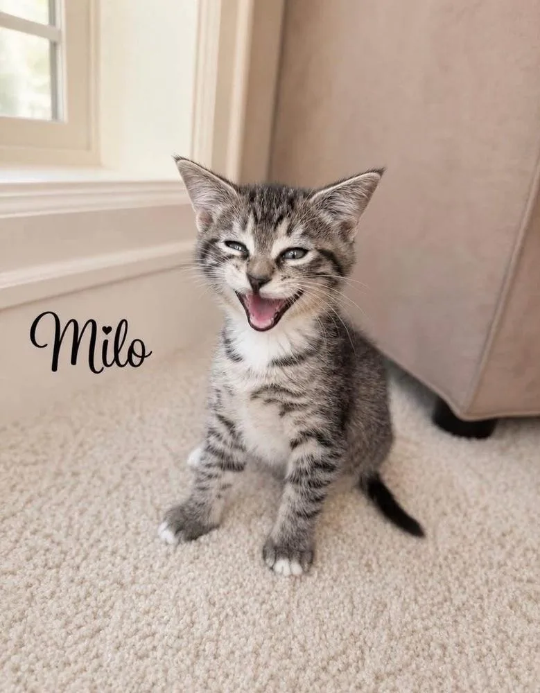 A baby small-sized male Brown / Chocolate Domestic Short Hair cat named Milo for adoption in Vancouver, WA