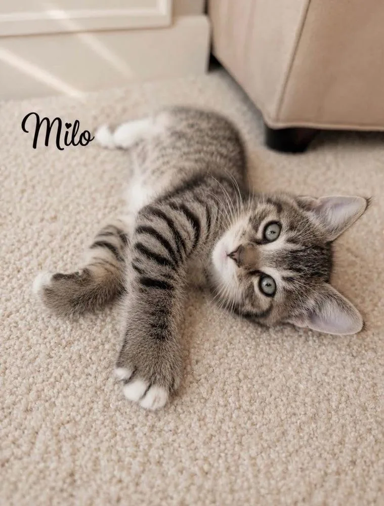 Milo thumbnail 2