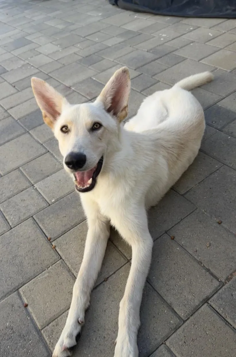 A baby medium-sized male White / Cream Husky dog named Snowy and Sunny for adoption in Beverly Hills, CA