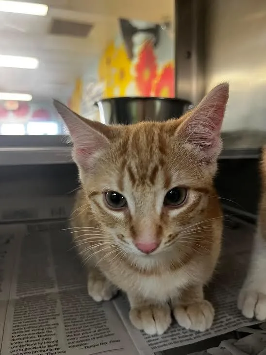 A baby medium-sized female Domestic Short Hair cat named Scarlet for adoption in Nacogdoches, TX