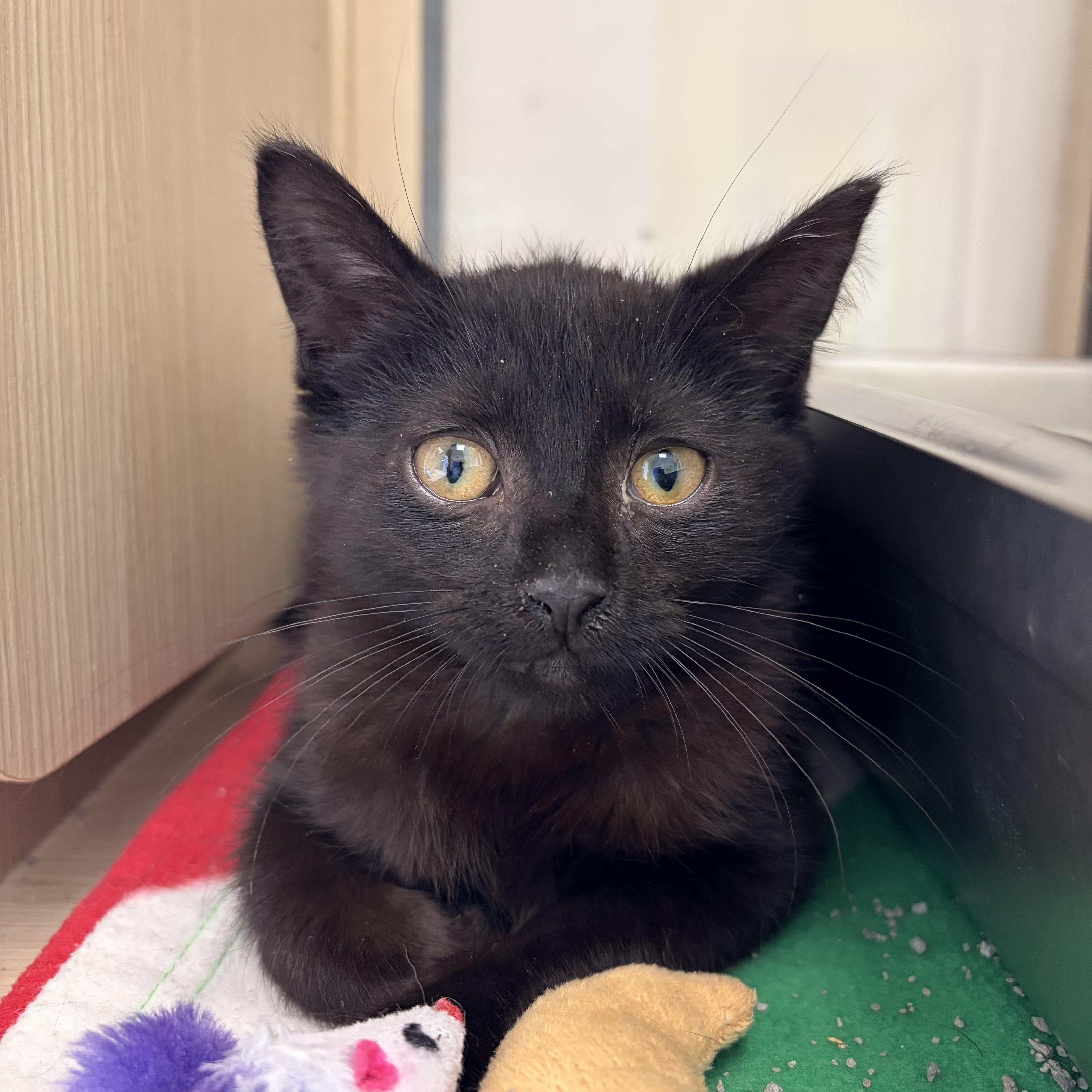 A baby medium-sized female Black Domestic Short Hair cat named Marta for adoption in Pontiac, MI