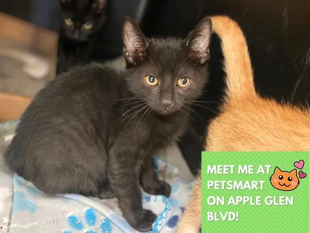 A baby small-sized male Domestic Short Hair cat named Simpson for adoption in Fort Wayne, IN
