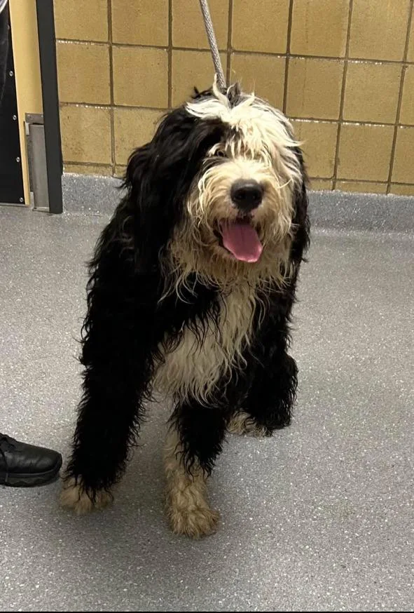 A young large-sized female Sheep Dog dog named Winnie for adoption in Greenfield, IN