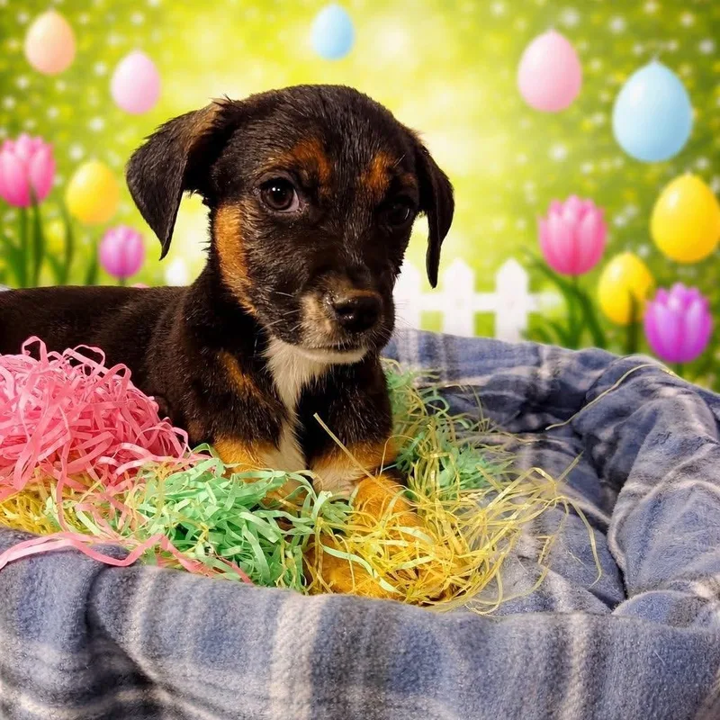 A baby medium-sized female Black Mixed Breed dog named Callie Torres for adoption in Fredericksburg, VA